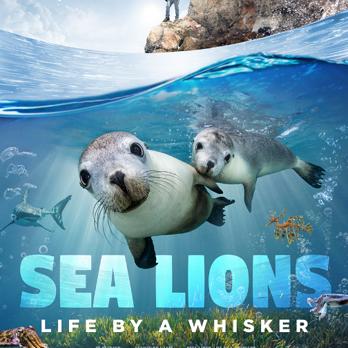 Exclusive Screening of "Sea Lions Life by a Whisker”+ Q&A with the